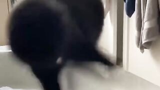Collection of funny cat videos 2