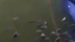 Lele bergerombol dipojok kolam ini penyebab dan cara mengatasinya