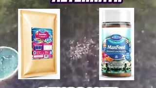BuraMax vs MaxFeed Apa perbedaannya
