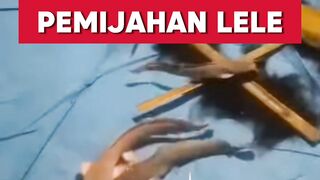 Resiko pemijahan lele 1:2 (1 jantan 2 betina)