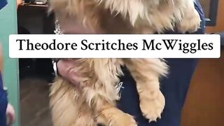 A collection of very cute cat videos part 5