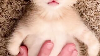 A collection of very cute cat videos part 6