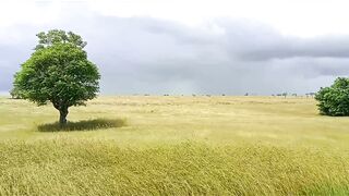 Golden of Savanna