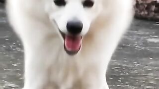 Dancing Lucky