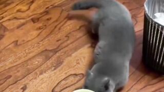 Cute and Funny Cat Moments That Will Make Your Day