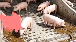 HOW TO MAKE SIMPLE BIOGAS AT HOME