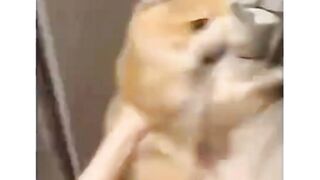 kucing kagettt