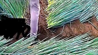 Maximize onion growth