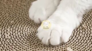 OVAL CAT SCRATCHER