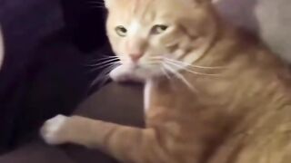 Cat lucu 5