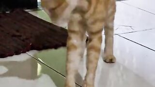 Cat lucu 6