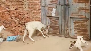 Meme doggy