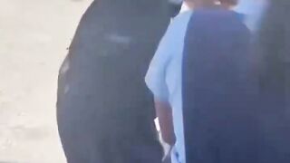 Genz fight