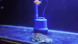turtle in aquarium