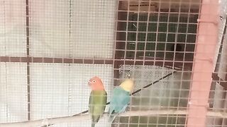 birds 9