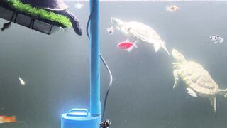 turtle funny