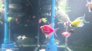 fish pond 2