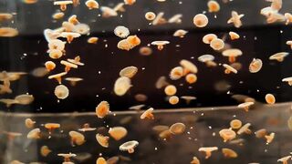 Thousands of Baby Jellyfish Floating Inside Aquarium Tank 4K Vertical