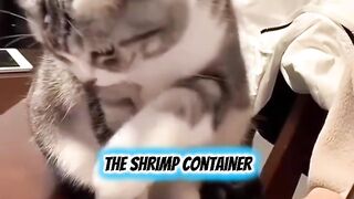 Cats Demanding Food like Dramatic Bosses