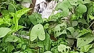 Snake in the bush