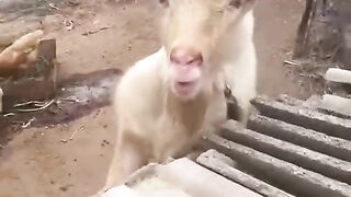 Video Funny 5
