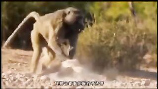 Animal fights 2
