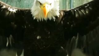 Miracle Rescue: Mother Eagle Trapped in Barbed Wire!