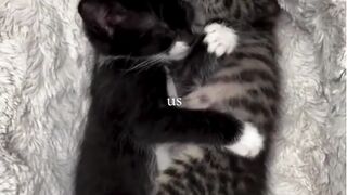 kucing 31