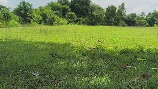 Nature 333