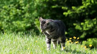 Why Do Cats Purr? The Amazing Secret Behind Every Cat's Purr! 🐱
