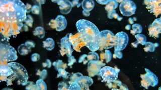 School of White Spotted Jellyfish Swimming in Aquarium 4K