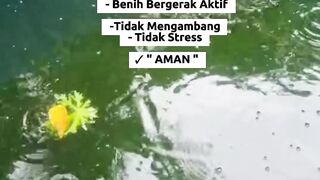 Day 1 Pasca Tebar Benih Lele