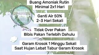 Tip Air Aman Untuk Budidaya Lele