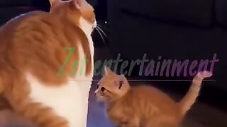 Funny animals 187