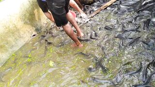 দেশি মাগুর মাছের চাষ