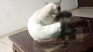 El gato 2