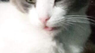 El gato 3