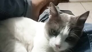 Gato relax