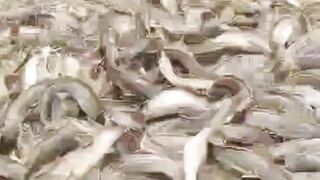 Harga ikan lele naik dihari KEMERDEKAAN Begini skemanya