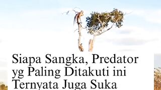 Sisi Lain Sang Predator! Momen Langka Macan Tutul Asyik 'Healing' Sambil Nikmatin Senja 🐆🌅