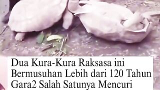 Dendam Kesumat! Dua Kura-Kura Raksasa Musuhan Lebih dari 120 Tahun Gara-Gara Urusan Perut 🐢🍔🥊