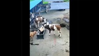TRY NOT TO LAUGH !!! Best Funny Videos Compilation !!! PART 3