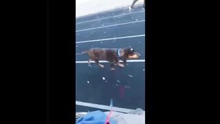TRY NOT TO LAUGH !!! Best Funny Videos Compilation !!! PART 4