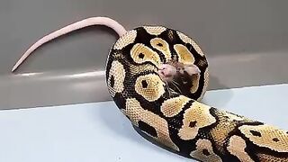 Big snake hunting || catching rats.