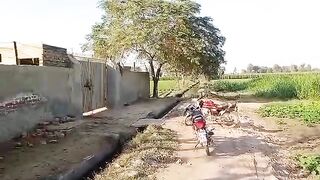 آلو کی فصل