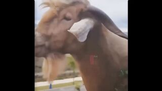 TRY NOT TO LAUGH !!! Best Funny Videos Compilation !!! PART 9
