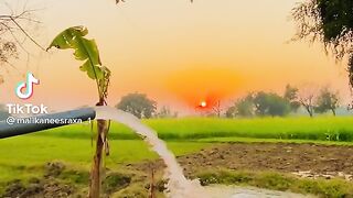 Gaon view