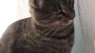 ПРИКОЛЫ с КОТАМИ.СМЕШНЫЕ КОШКИ