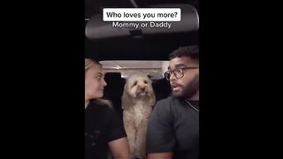 Funny video, pets funny video,cats funny video