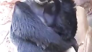 Gulriya ko Pyar ho Gaya